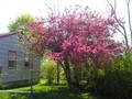 Cherry tree on the northside front yard.
