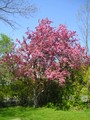 Cherry tree on the northside back yard.