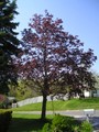 Red Maple, front yard
