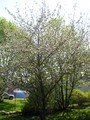 Apple blossoms in front yard.