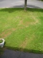 Didn't there used to be a 60ft spruce tree here?