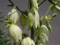Bug on yucca flowers