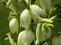 yucca flowers