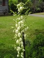 Yucca plant - yup - in Connecticut!
