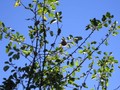 Large apple on our tree