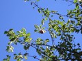 Large apple on our tree