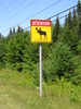 Lookout for Moose!