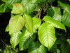 ivy1