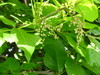 ivy2
