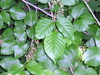 ivy3