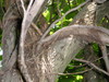 ivy5