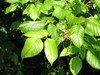 ivy6