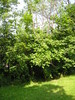 ivytree1