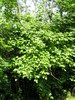 ivytree2